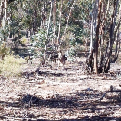 Macropus giganteus (Eastern Grey Kangaroo) at Red Hill to Yarralumla Creek - 15 May 2019 by ruthkerruish