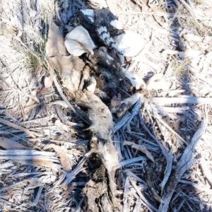 Macropus giganteus at Hughes, ACT - 15 May 2019