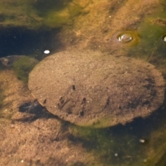 Chelodina longicollis (Eastern Long-necked Turtle) at Stony Creek - 18 May 2019 by kdm