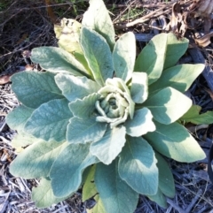 Verbascum thapsus subsp. thapsus (Great Mullein, Aaron's Rod) at Hughes, ACT - 15 May 2019 by ruthkerruish