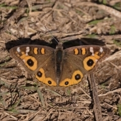 Junonia villida (Meadow Argus) at Cotter Reserve - 18 May 2019 by kdm