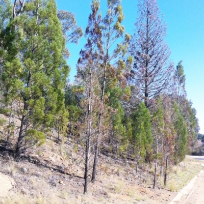 Callitris endlicheri (Black Cypress Pine) at Red Hill to Yarralumla Creek - 15 May 2019 by ruthkerruish