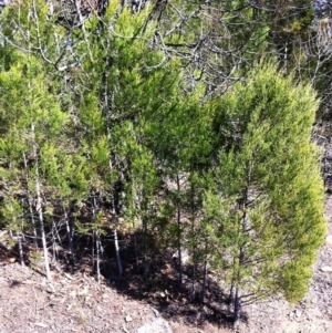 Callitris endlicheri at Hughes, ACT - 15 May 2019