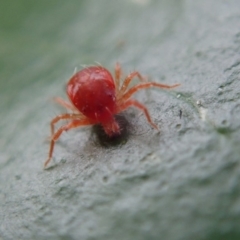 Acari (informal subclass) (Unidentified mite) at Spence, ACT - 19 May 2019 by Laserchemisty