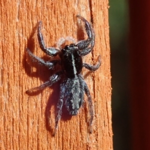 Holoplatys sp. (genus) at Spence, ACT - 19 May 2019
