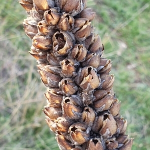 Verbascum thapsus subsp. thapsus at Cook, ACT - 19 May 2019