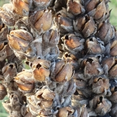 Verbascum thapsus subsp. thapsus at Cook, ACT - 19 May 2019