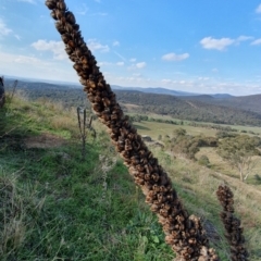 Verbascum thapsus subsp. thapsus at Cook, ACT - 19 May 2019