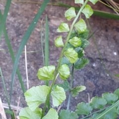 Asplenium flabellifolium (Necklace Fern) at Dunlop, ACT - 19 May 2019 by AaronClausen