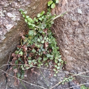 Asplenium flabellifolium at Dunlop, ACT - 19 May 2019