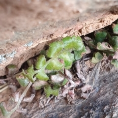 Pleurosorus rutifolius (Blanket Fern) at Dunlop, ACT - 19 May 2019 by AaronClausen