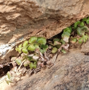 Asplenium subglandulosum at Dunlop, ACT - 19 May 2019