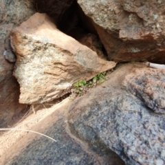 Asplenium subglandulosum at Dunlop, ACT - 19 May 2019