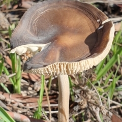 Oudemansiella 'radicata group' (Rooting shank) at Mount Painter - 19 May 2019 by AaronClausen