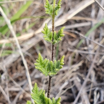 Cheilanthes distans (Bristly Cloak Fern) at Hawker, ACT - 19 May 2019 by AaronClausen