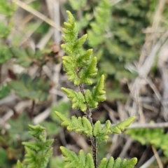 Cheilanthes distans at Hawker, ACT - 19 May 2019