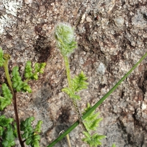 Cheilanthes distans at Hawker, ACT - 19 May 2019 02:03 PM