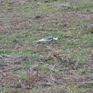 Nymphicus hollandicus at Cook, ACT - 19 May 2019 02:25 PM