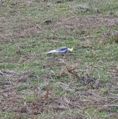 Nymphicus hollandicus (Cockatiel) at Cook, ACT - 19 May 2019 by AaronClausen