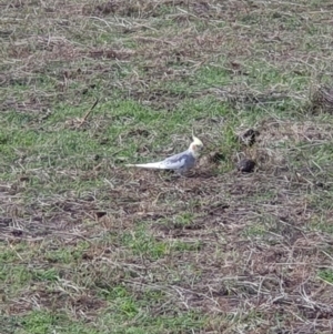 Nymphicus hollandicus at Cook, ACT - 19 May 2019