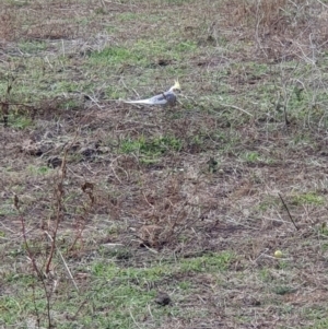 Nymphicus hollandicus at Cook, ACT - 19 May 2019 02:25 PM