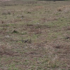 Nymphicus hollandicus at Cook, ACT - 19 May 2019 02:25 PM