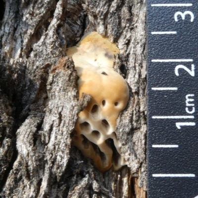 Hexagonia vesparia (Wasp Nest Polypore) at Theodore, ACT - 19 May 2019 by Owen