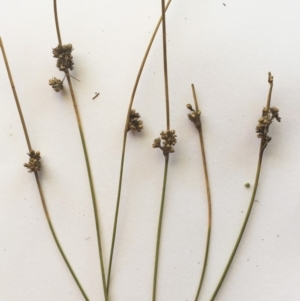 Juncus subsecundus at Hughes, ACT - 17 May 2019 10:36 AM