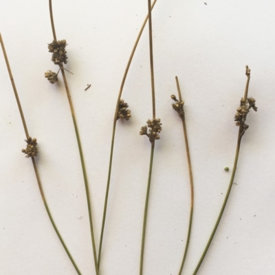 Juncus subsecundus (Finger Rush) at Hughes Garran Woodland - 17 May 2019 by ruthkerruish