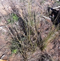 Juncus subsecundus at Hughes, ACT - 17 May 2019 10:36 AM