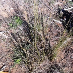 Juncus subsecundus at Hughes, ACT - 17 May 2019