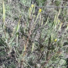 Tragopogon dubius (Goatsbeard) at Hughes, ACT - 15 May 2019 by ruthkerruish