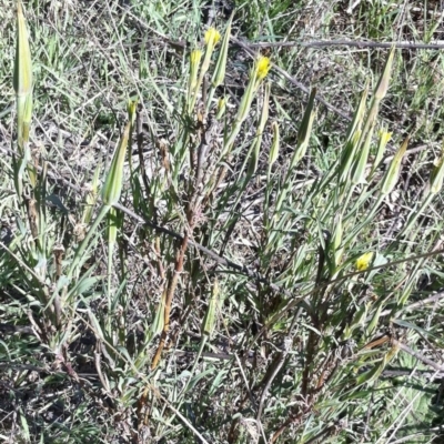 Tragopogon dubius (Goatsbeard) at Hughes Grassy Woodland - 15 May 2019 by ruthkerruish