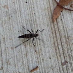 Boreoides subulatus (Wingless Soldier Fly) at Spence, ACT - 5 May 2019 by Watermilli