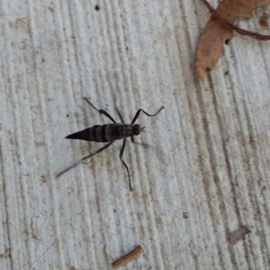 Boreoides subulatus at Spence, ACT - 5 May 2019