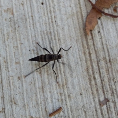 Boreoides subulatus (Wingless Soldier Fly) at Spence, ACT - 5 May 2019 by Watermilli