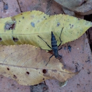 Boreoides subulatus at Spence, ACT - 5 May 2019 11:09 AM