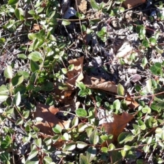 Vinca major (Blue Periwinkle) at Hughes Grassy Woodland - 15 May 2019 by ruthkerruish