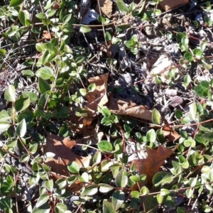 Vinca major at Hughes, ACT - 15 May 2019