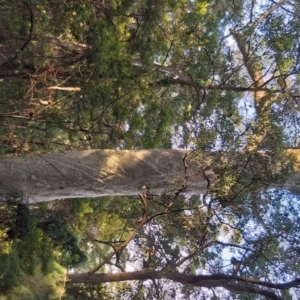 Corymbia maculata at South Durras, NSW - 19 May 2019