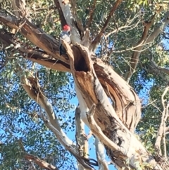 Callocephalon fimbriatum (Gang-gang Cockatoo) at Hughes Grassy Woodland - 19 May 2019 by KL