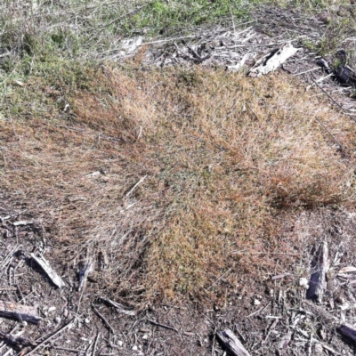 Einadia nutans subsp. nutans (Climbing Saltbush) at Hughes Grassy Woodland - 17 May 2019 by ruthkerruish