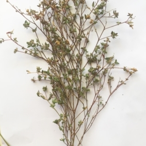 Einadia nutans subsp. nutans at Hughes, ACT - 17 May 2019