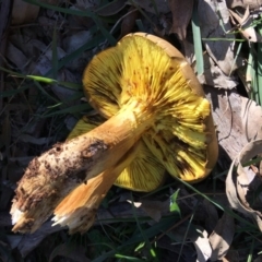 Phylloporus sp. (Phylloporus sp.) at Red Hill Nature Reserve - 19 May 2019 by KL