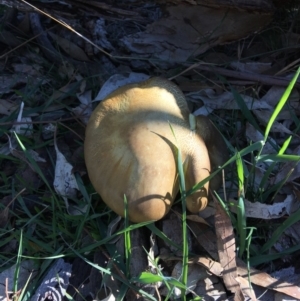 Phylloporus sp. at Red Hill, ACT - 19 May 2019