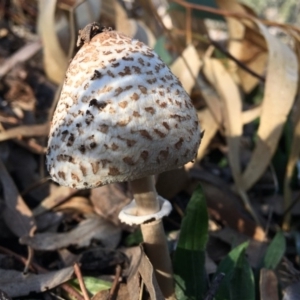 Macrolepiota sp. at Red Hill, ACT - 19 May 2019