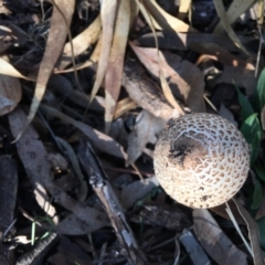 Macrolepiota sp. at Red Hill, ACT - 19 May 2019