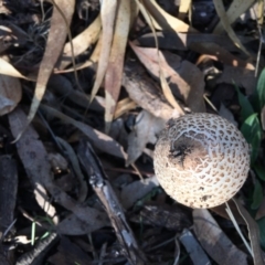 Macrolepiota sp. at Red Hill, ACT - 19 May 2019 12:29 PM