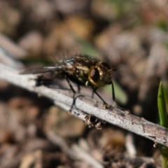 Tachinidae (family) (Unidentified Bristle fly) at Cotter Reserve - 18 May 2019 by kdm