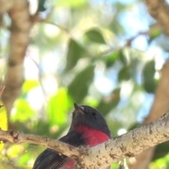 Petroica rosea (Rose Robin) at North Nowra, NSW - 19 May 2019 by Megan123